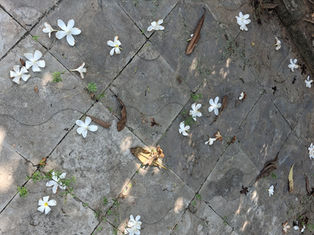 The flowers whisper as they let go of the branches