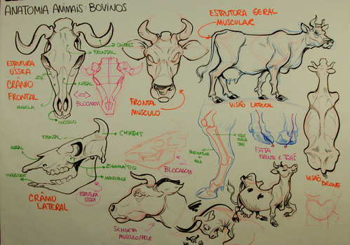 Anatomia Animal - I - Racha Cuca gabarito - Racha Cuca / Quiz / Animais /  Anatomia Animal - I - Studocu