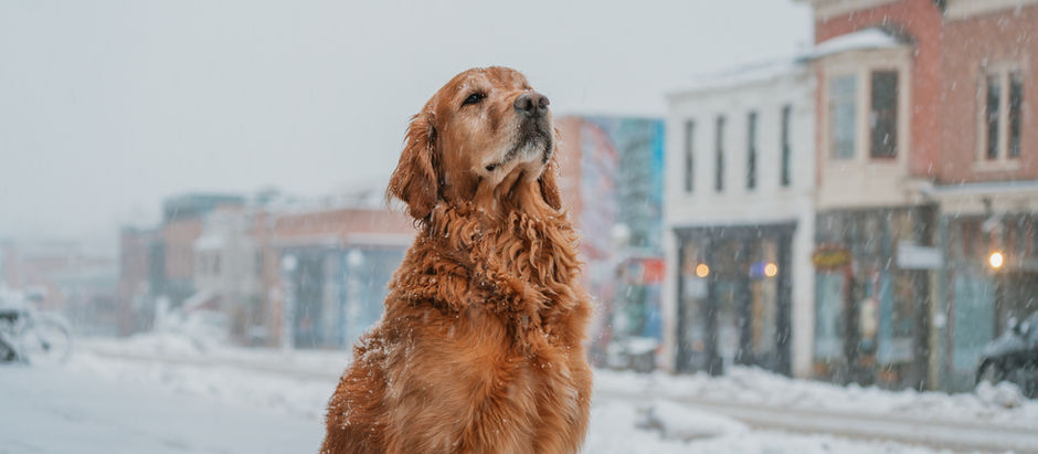 Paws, Look, Listen: Capturing the Magic of Now