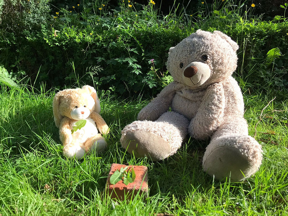 Dandelion tea with Cuddles