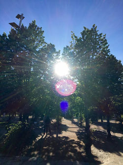 A Stroll in The Park