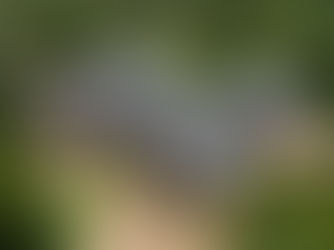 Do Hail Damage Claims Really Increase Your Insurance Premium? Here’s the Truth