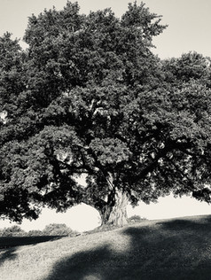 Live Oak, #3 Fairway