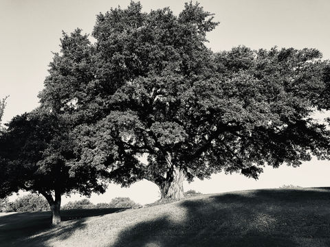 Live Oak, #3 Fairway