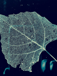 Cottonwood