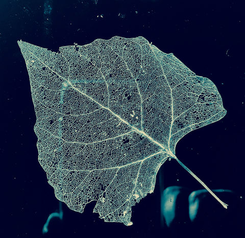 Cottonwood