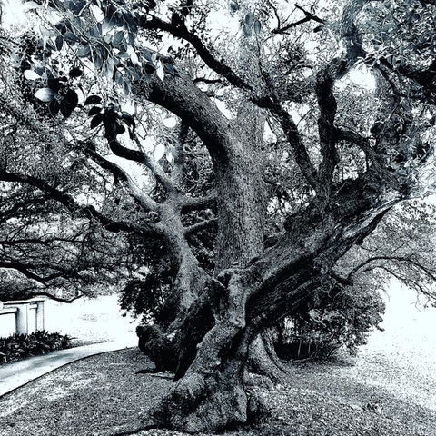 live oak