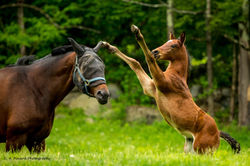 ChristinePinard5 (1 of 1)w