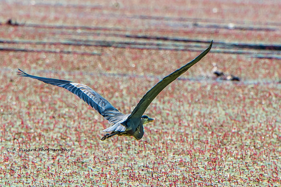 DSC_0391w
