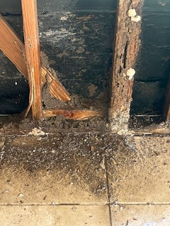 Termite damage