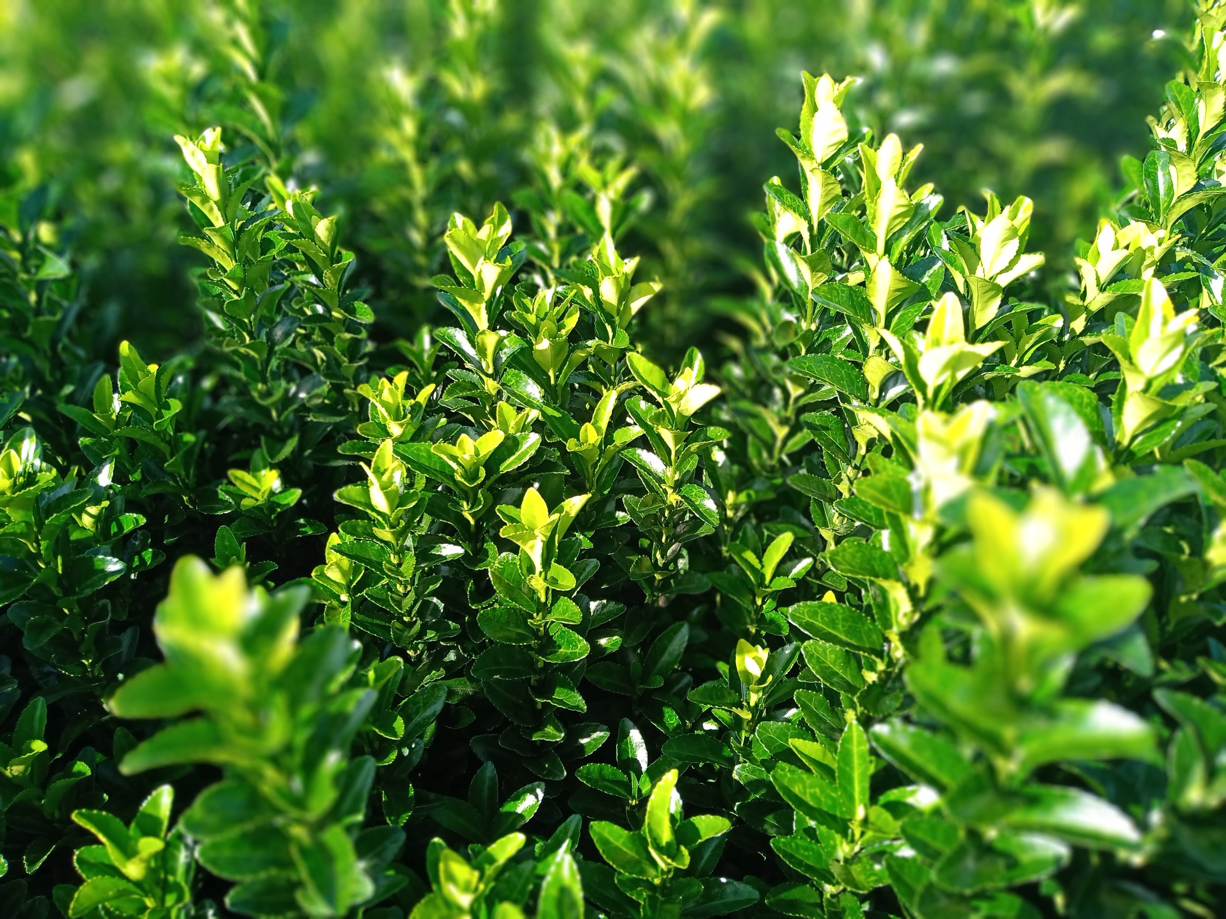euonymus green spire euonymus green spire