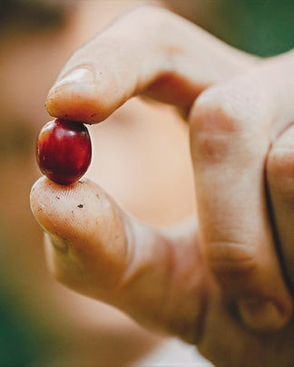 coffee cherry between fingers