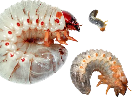 Coconut Rhinoceros Beetle (CRB) vs. Oriental Flower Beetle (OFB): How to Tell the Difference