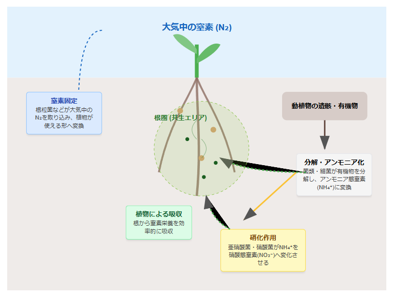 窒素肥料の高騰対策！東京８で土壌改良・施肥量削減