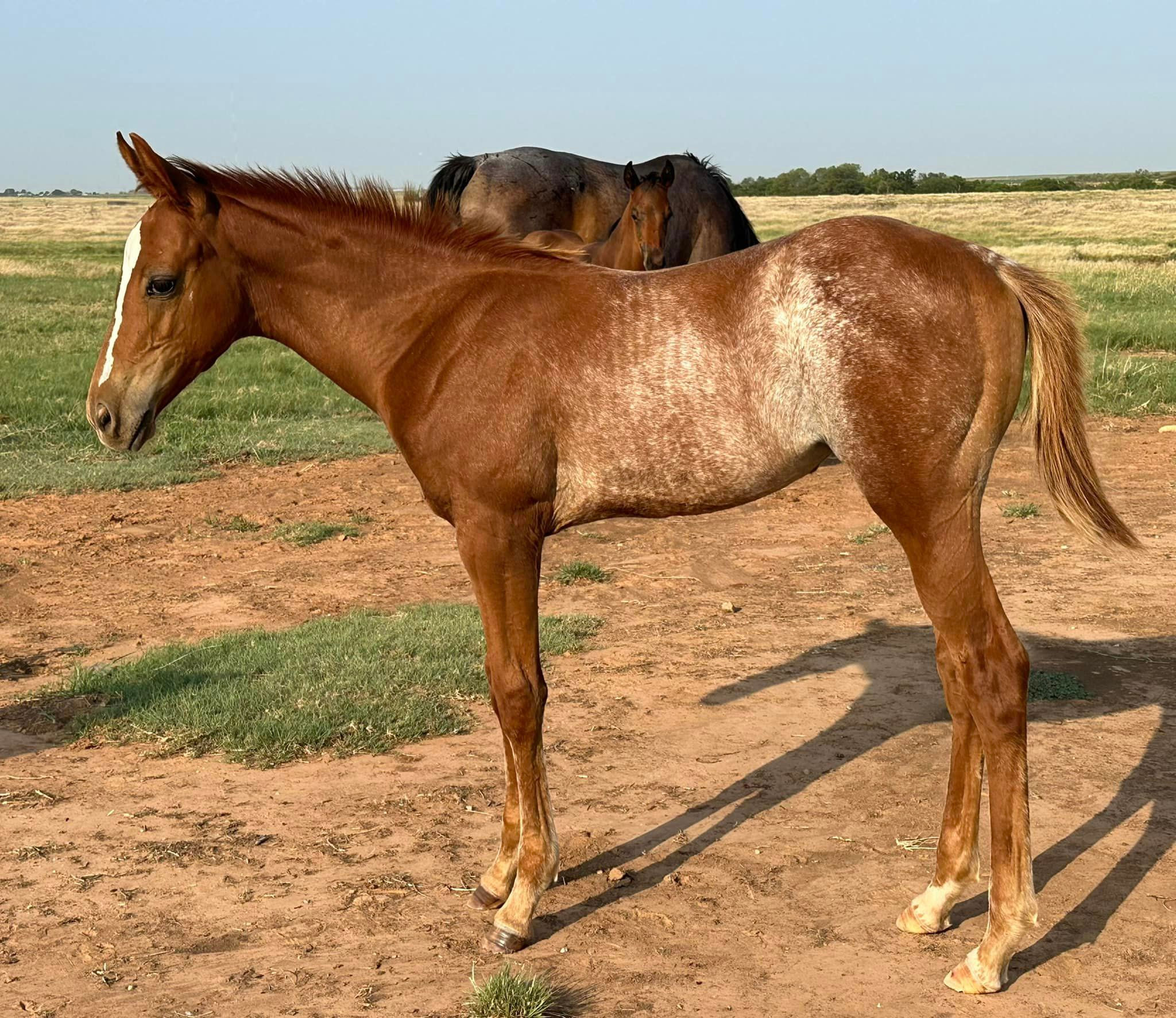 SOLD OkieGypsy x The Queens Vendetta - Filly