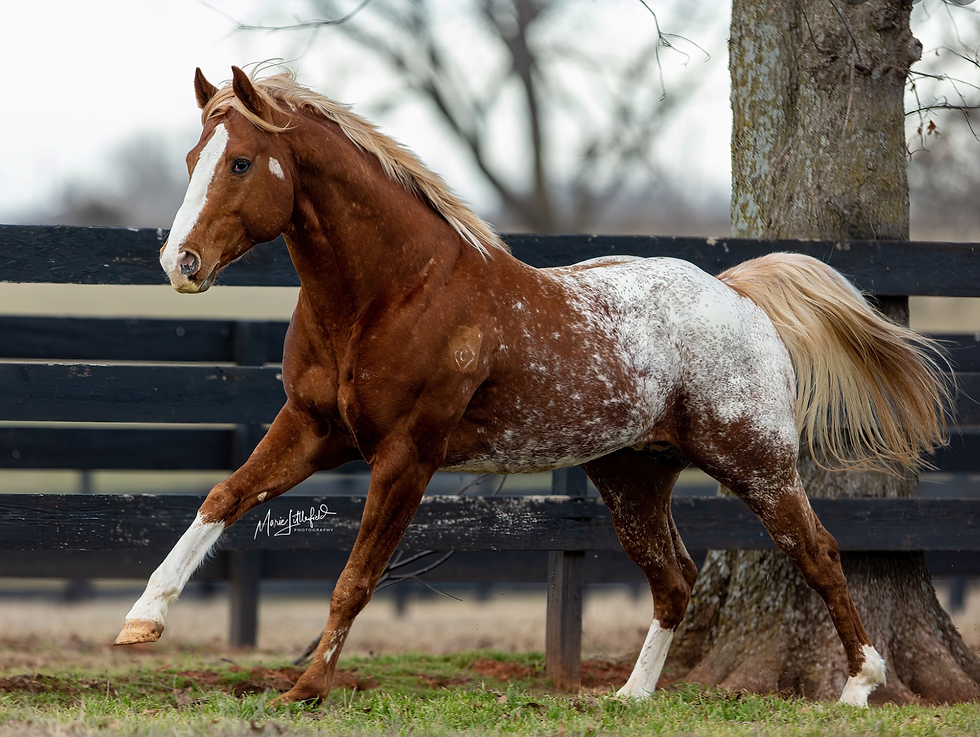 Thumbnail: SOLD OkieGypsy x The Queens Vendetta - Filly