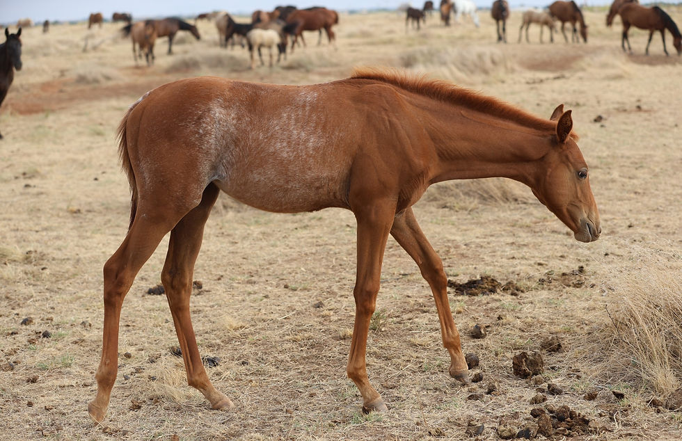 Thumbnail: SOLD OkieGypsy x The Queens Vendetta - Filly