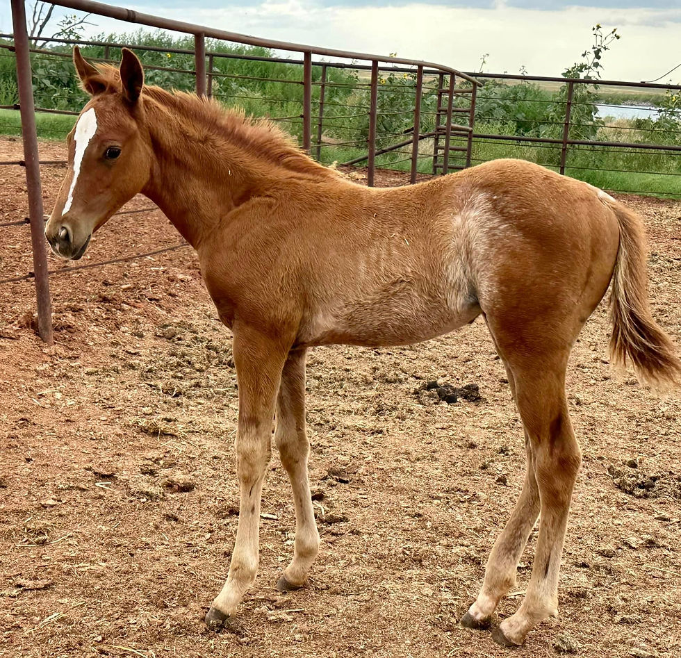 Thumbnail: SOLD OkieGypsy x The Queens Vendetta - Filly
