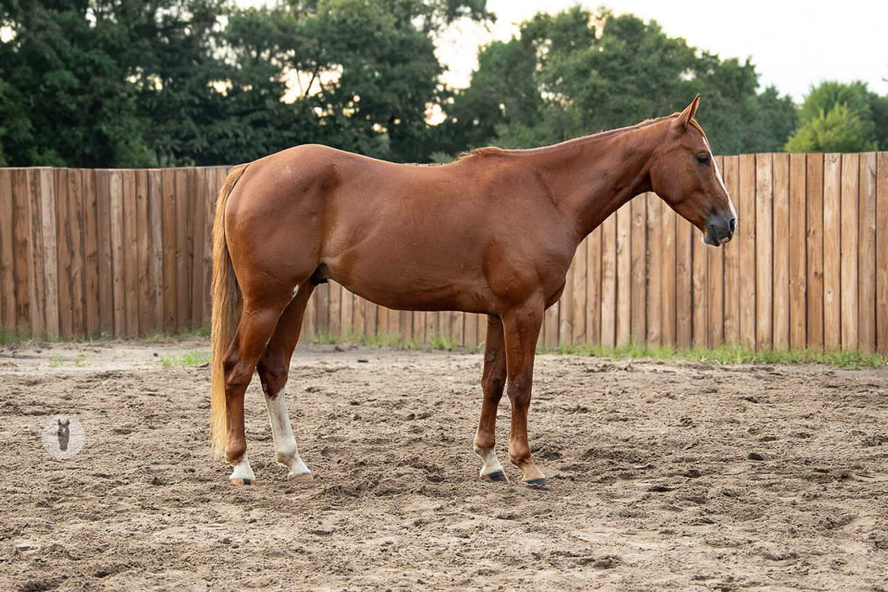 SOLD Driftin Sovereign - Gelding