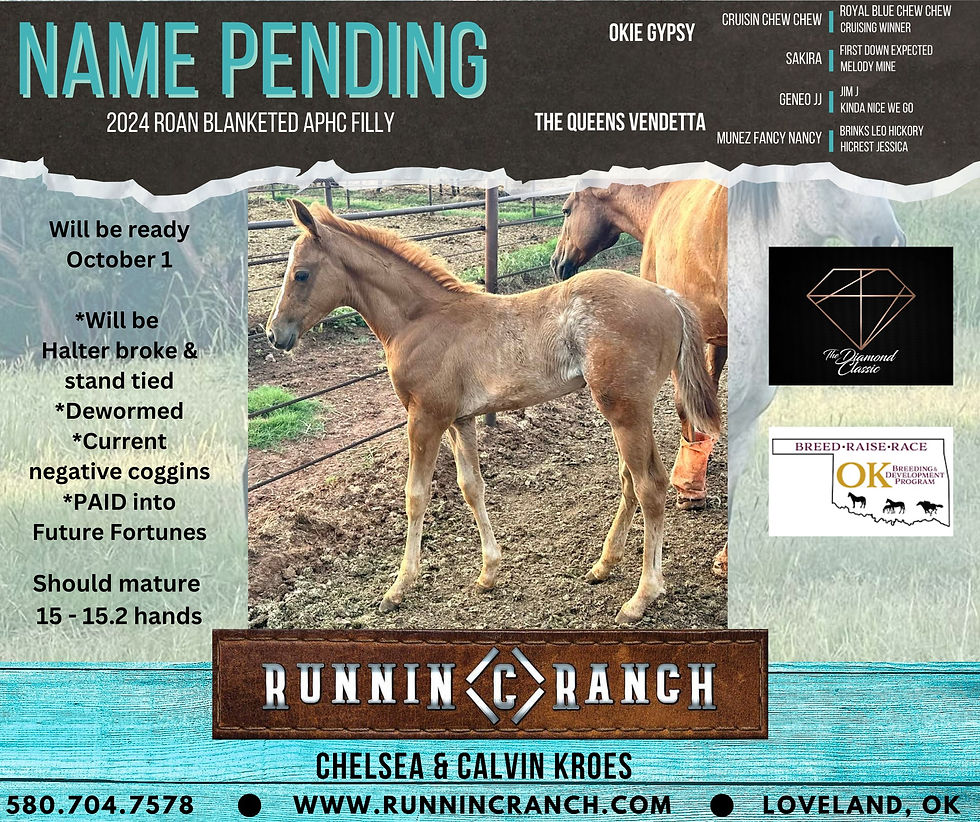 Thumbnail: SOLD OkieGypsy x The Queens Vendetta - Filly