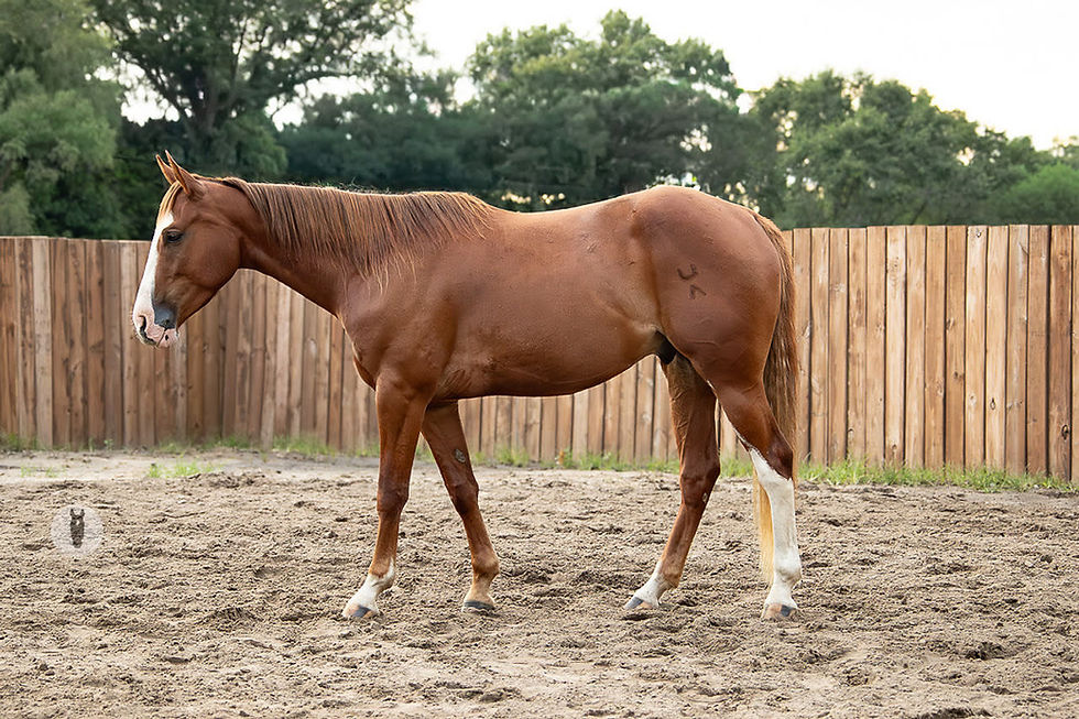 Thumbnail: SOLD Driftin Sovereign - Gelding