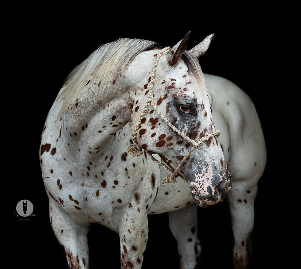 Thumbnail: SOLD Aztec - Gelding
