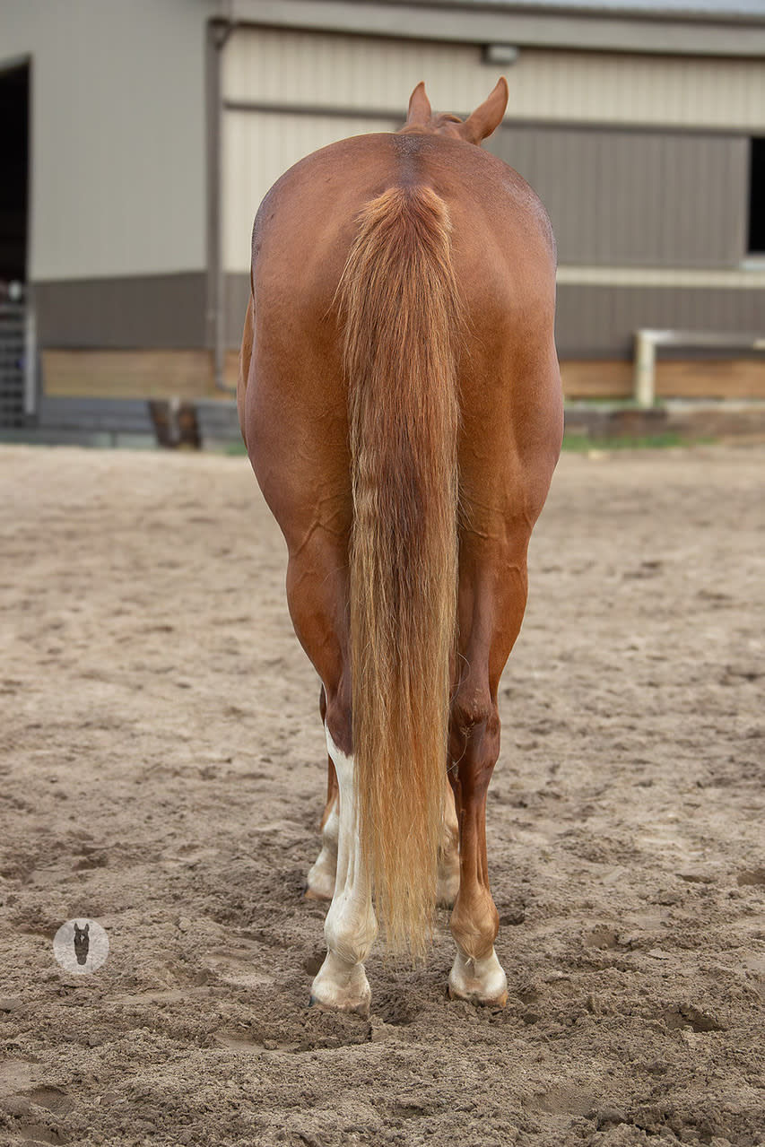 Thumbnail: SOLD Driftin Sovereign - Gelding
