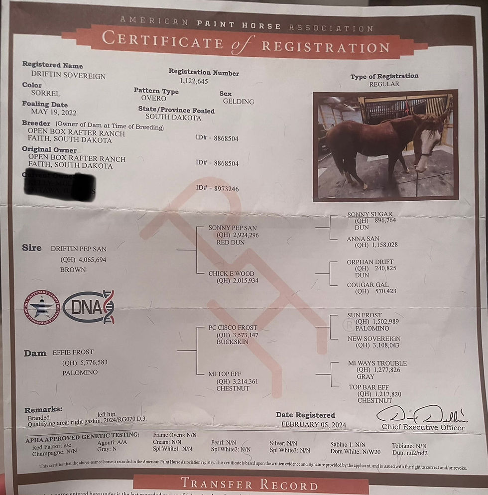 Thumbnail: SOLD Driftin Sovereign - Gelding