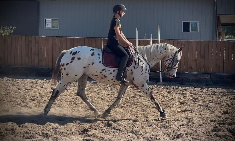 Thumbnail: SOLD Aztec - Gelding