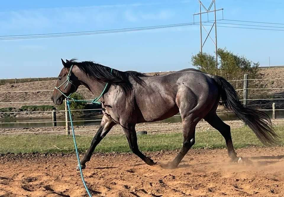 Thumbnail: Trippin' On Fame - Stallion