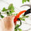 Thumbnail: Q-yard QY-007A Handheld Multi-Sharpener for Pruning Shears, Garden Hand Pruner