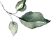 leaves decoration