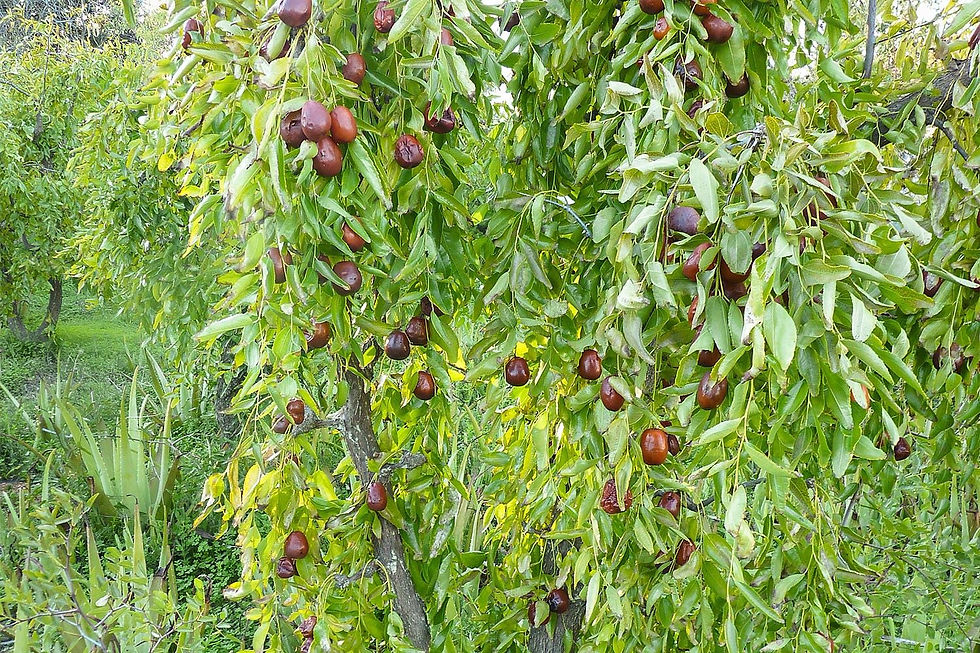 Miniaturbild: Jujube
