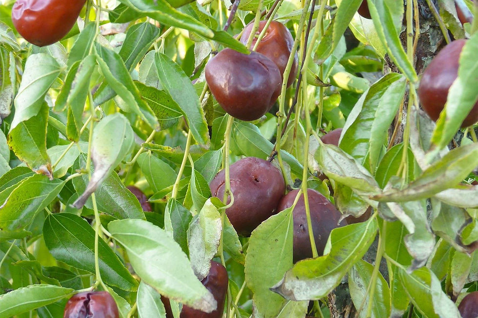 Miniaturbild: Jujube