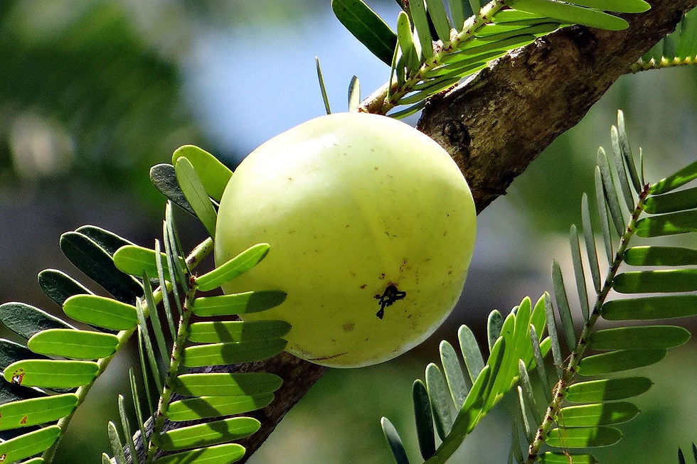 Miniaturbild: Phyllanthus emblica Frucht