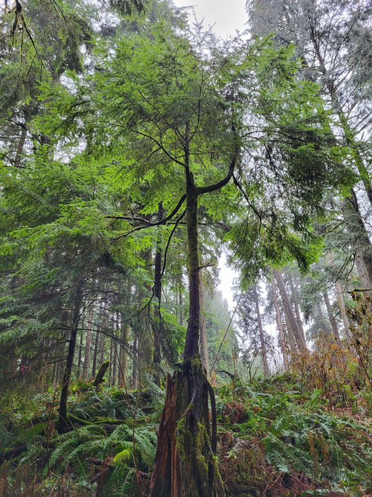 Abbotsfordcounsellor.jpg 