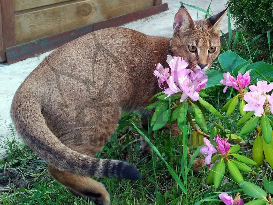 Каракет Кошка Цена Фото
