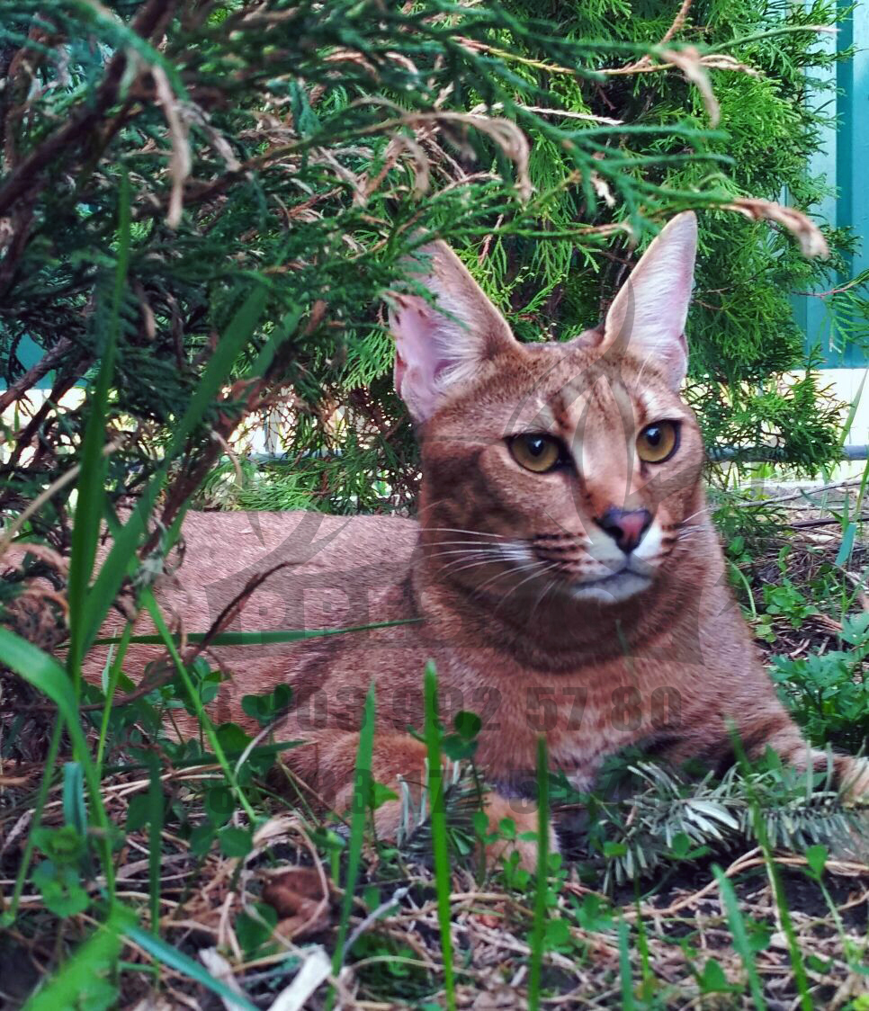 Каракет Кошка Цена Фото