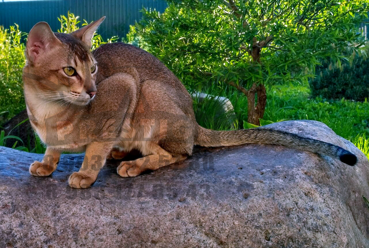 Каракет Кошка Цена Фото