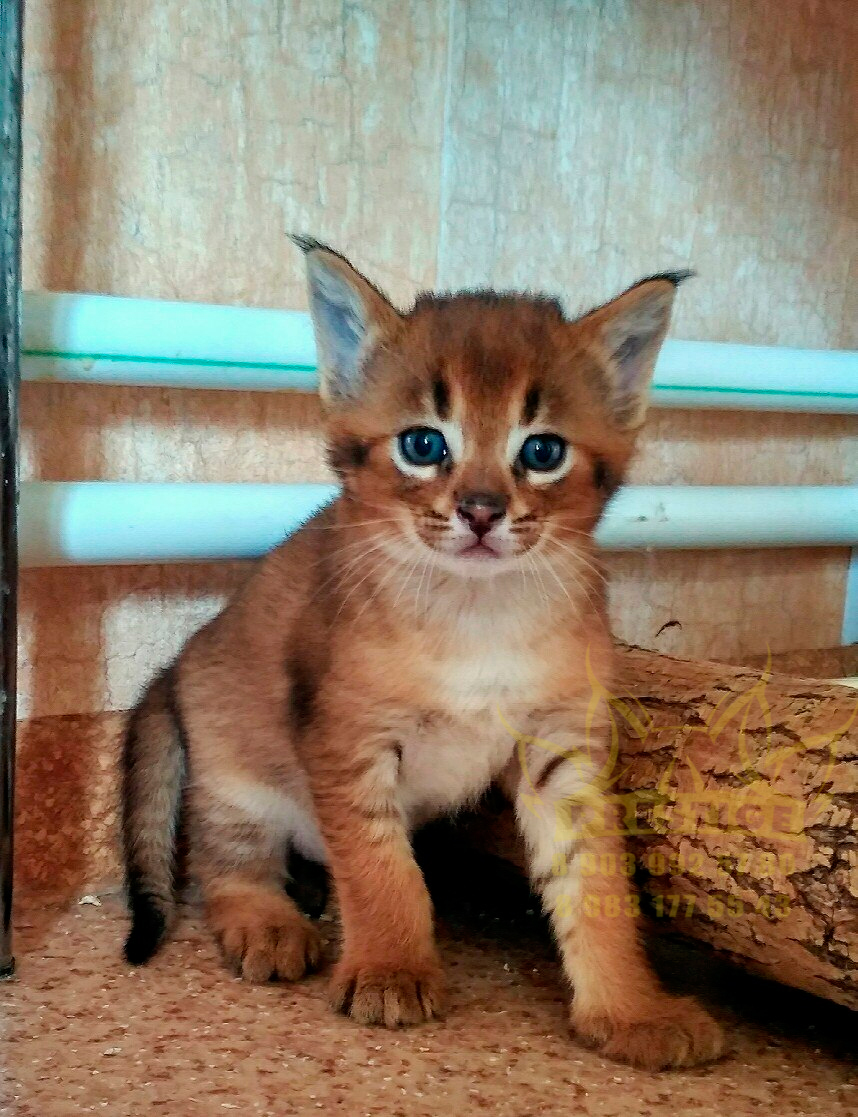 Каракет Кошка Цена Фото