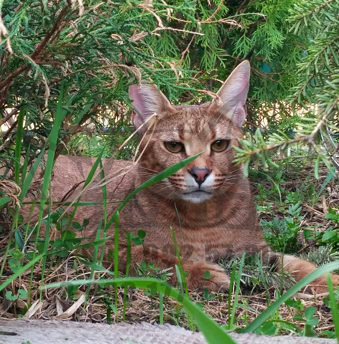 Каракет Кошка Цена Фото