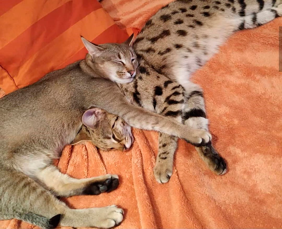 Каракет Кошка Цена Фото