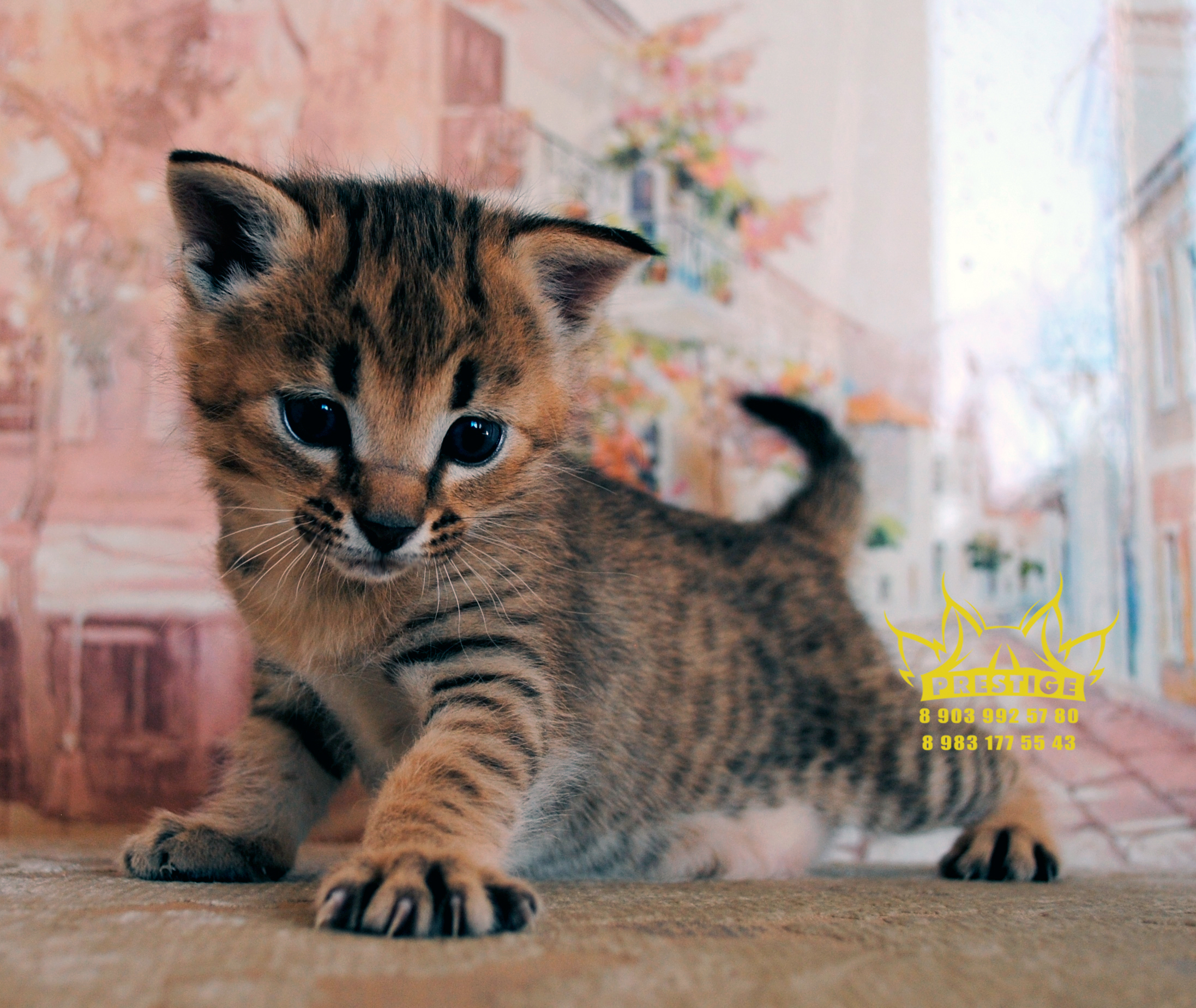 Каракет Кошка Цена Фото