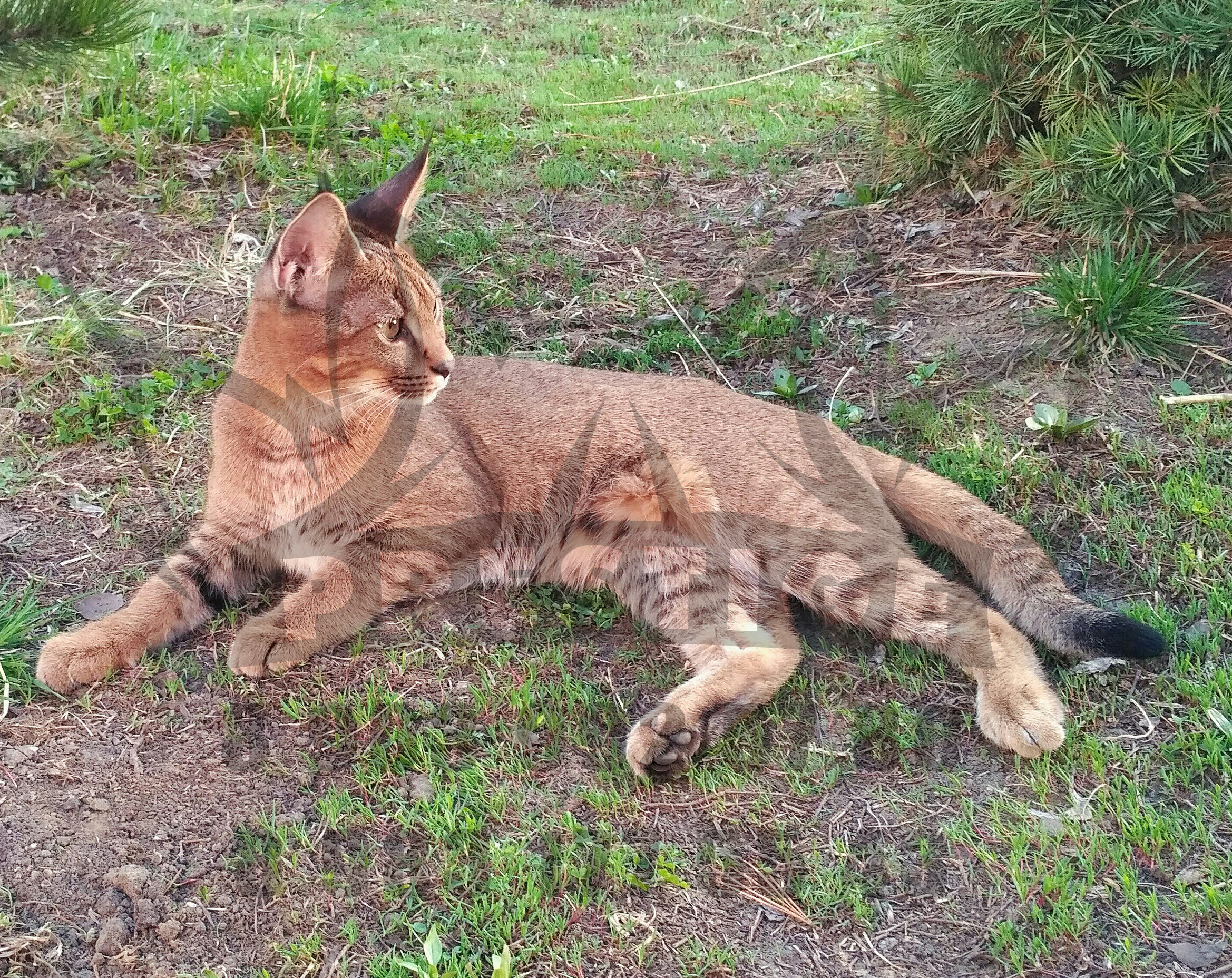 Каракет Кошка Цена Фото