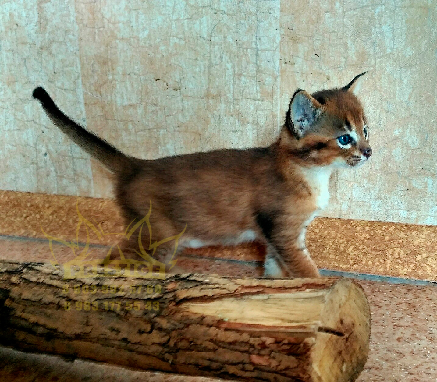 Каракет Кошка Цена Фото