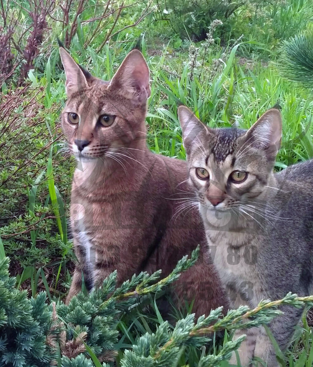 Каракет Кошка Цена Фото