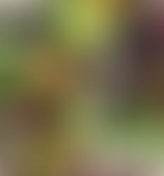 Honey Balsamic Blueberry Broccoli Salad