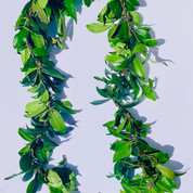 Maile lei (for the groom)