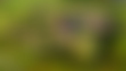 Arquitetura Militar: tipos de fortificações e outras curiosidades