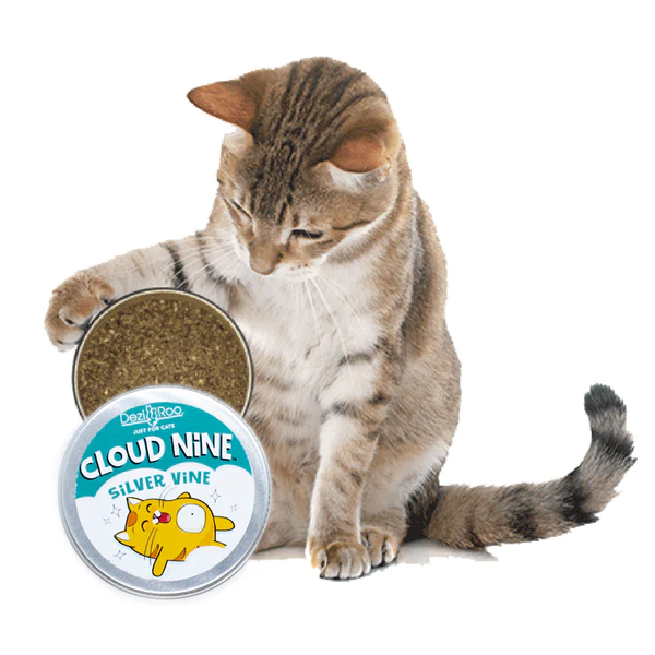 Image of a tabby cat getting ready to get into a canister of Silver Vine by Dezi & Roo